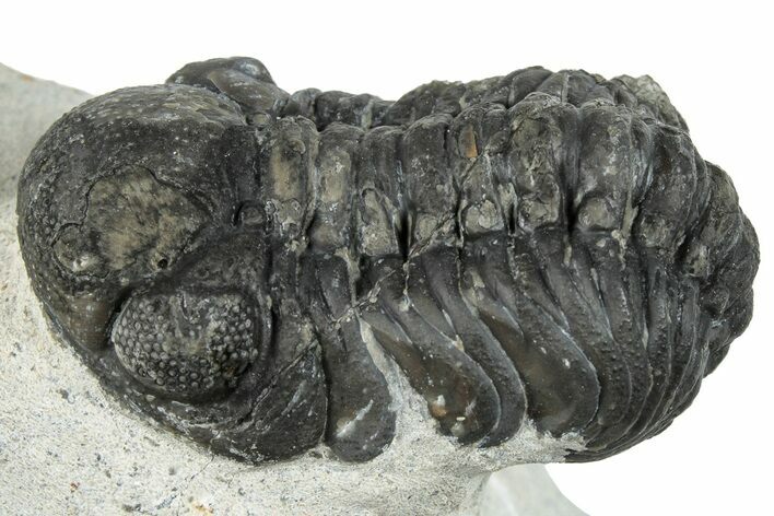 Bargain, Austerops Trilobite - Ofaten, Morocco #287554